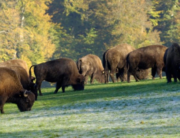 Les ferme aux bisons