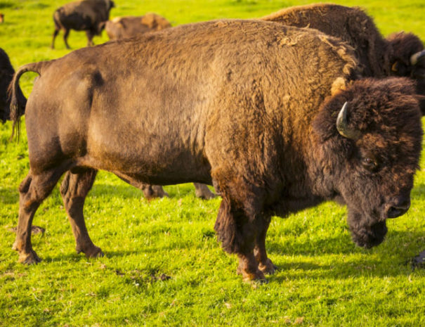 Bison du Parc Canadien