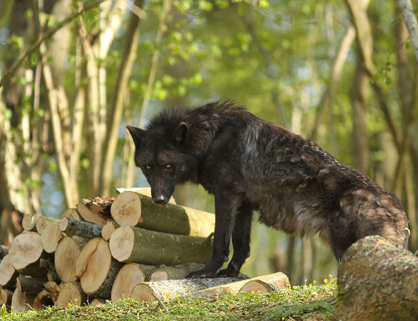 Loup du Parc Canadien